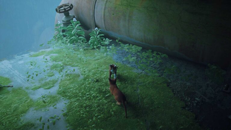 Stray_20221015140728